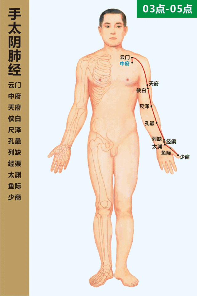 手太阴肺经