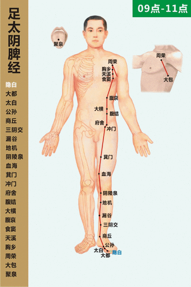 足太阴脾经