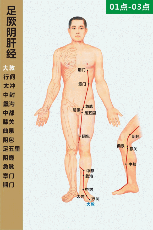 足厥阴肝经