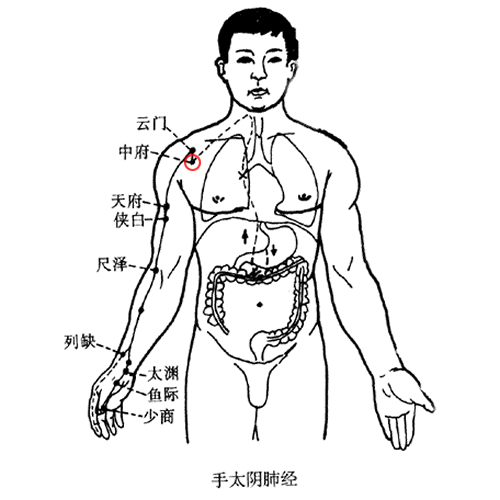 中府穴