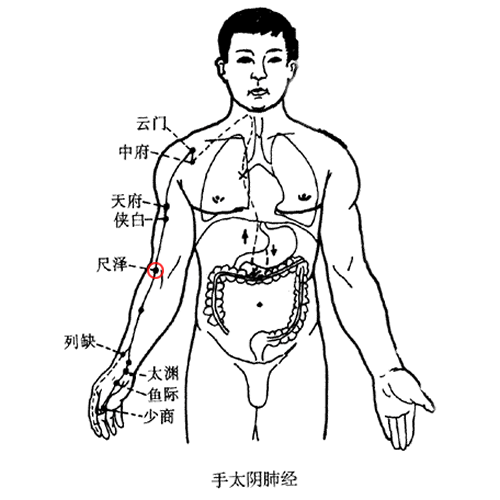 尺泽穴