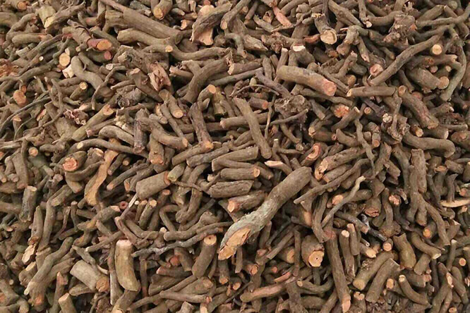 茜草