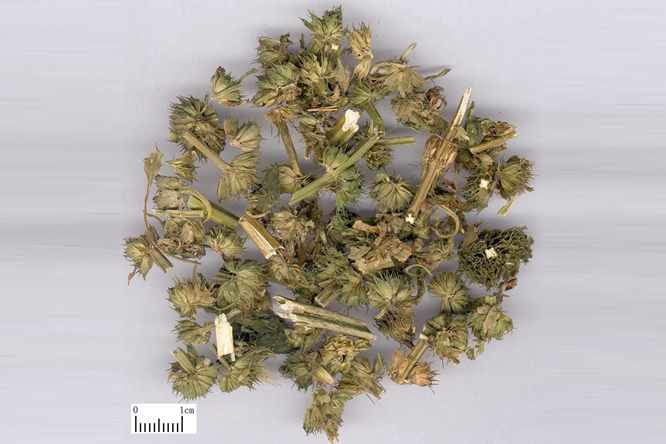 益母草