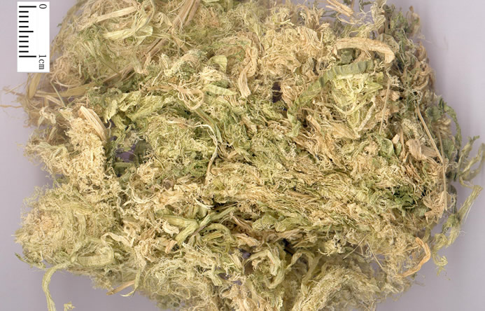竹茹