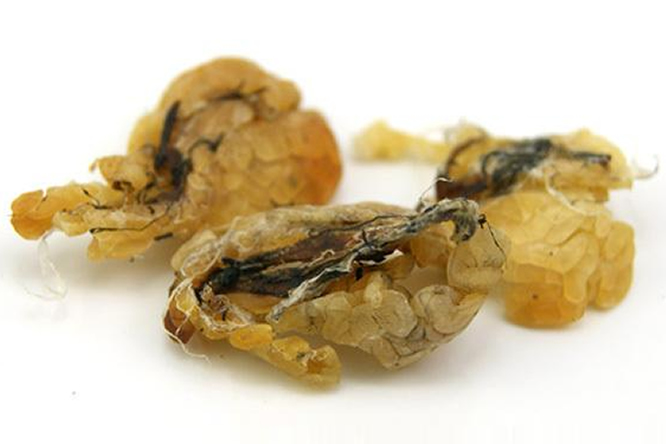 哈蟆油