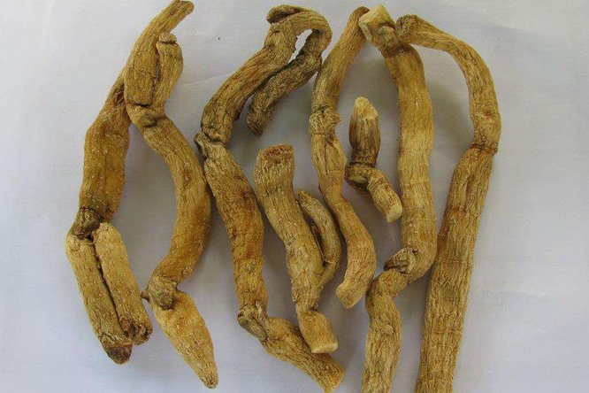 玉竹