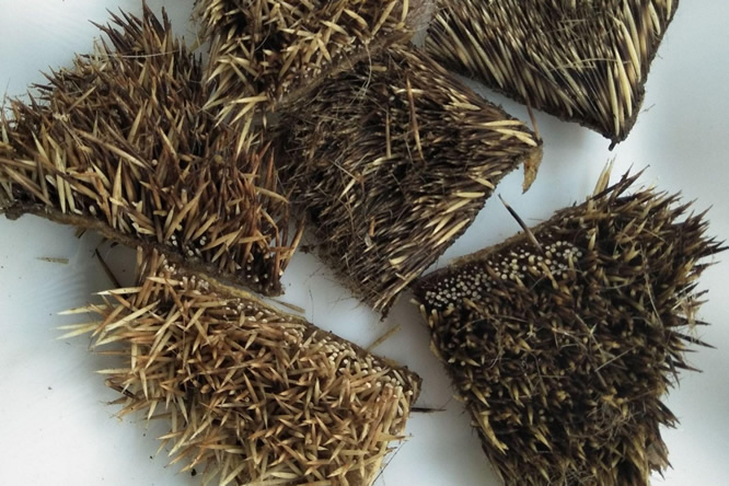 刺猬皮